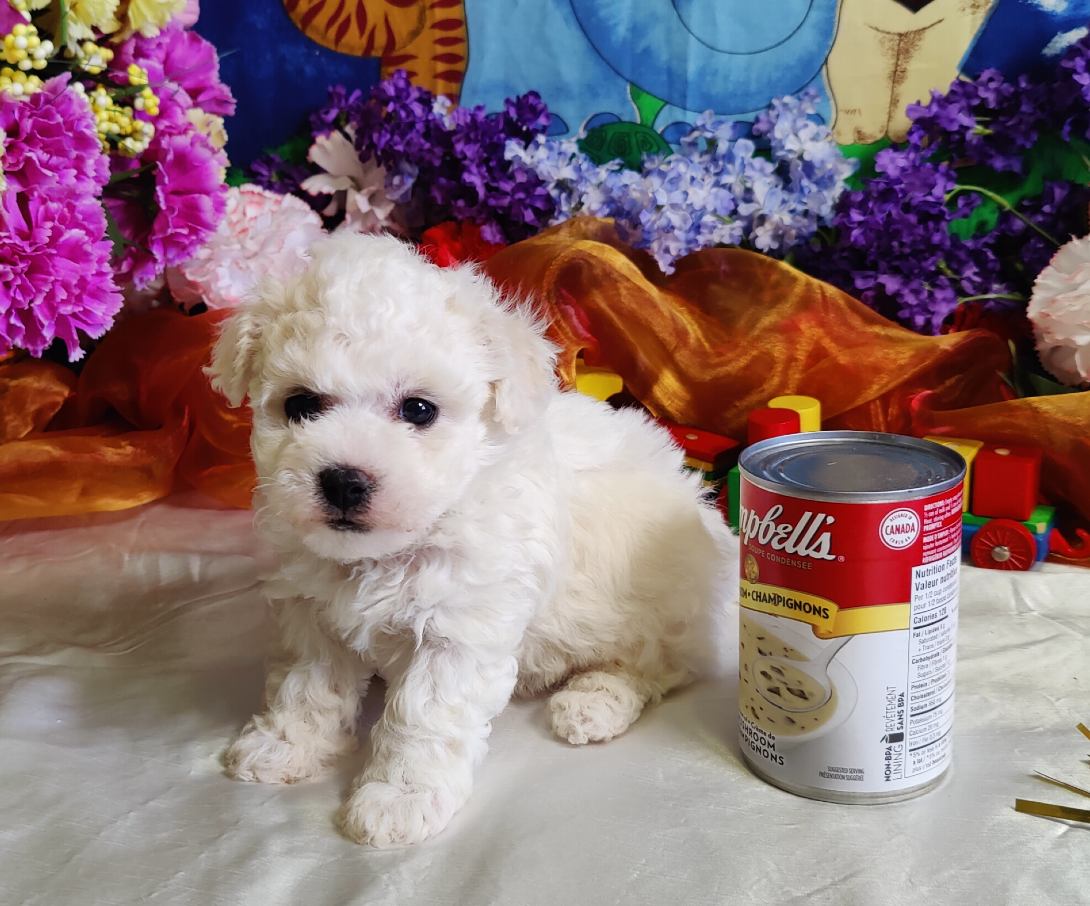 Summer Knight Kennels | Bichon Frise Breeder | Bichon Frise Puppies